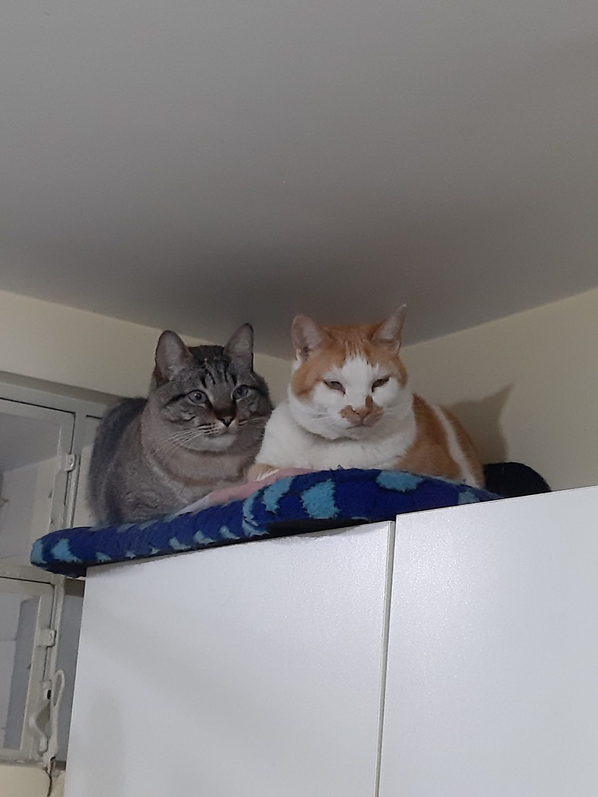 Gatos da casa descansando